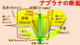 マツの花のつくり 生物王への道