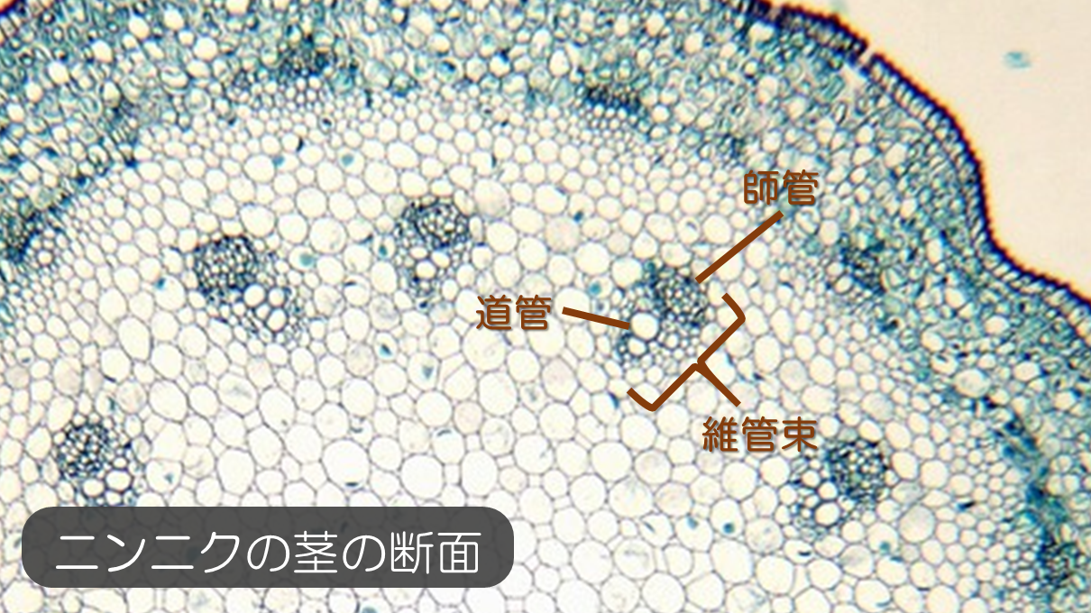 植物 の 水 の 通り道 の 名前