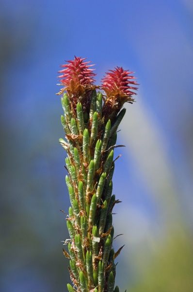 マツの花のつくり 生物王への道