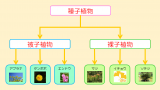 マツの花のつくり 生物王への道